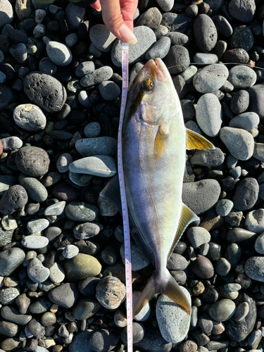 ショゴの釣果