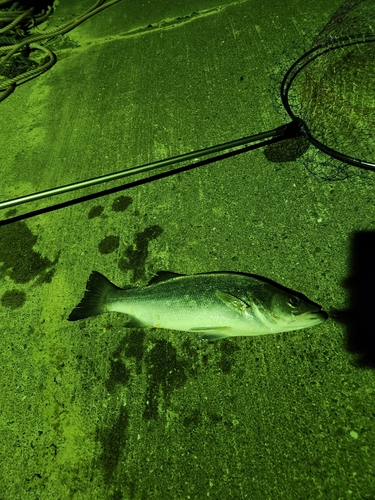 スズキの釣果