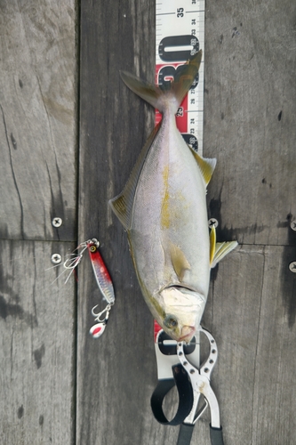 ショゴの釣果