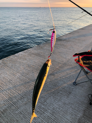 ショゴの釣果