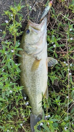 ブラックバスの釣果