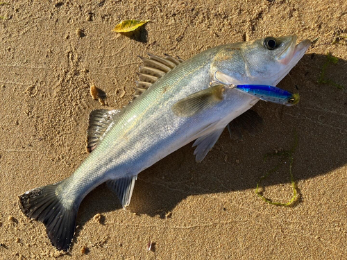 スズキの釣果