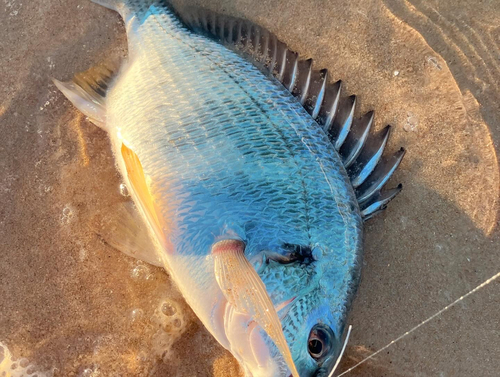 キビレの釣果