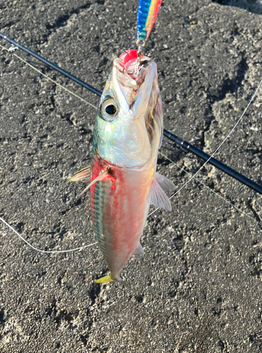 サバの釣果