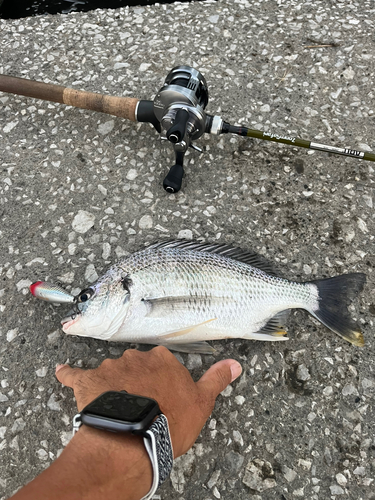 キビレの釣果