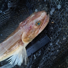 エソの釣果