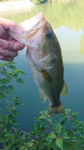 ブラックバスの釣果