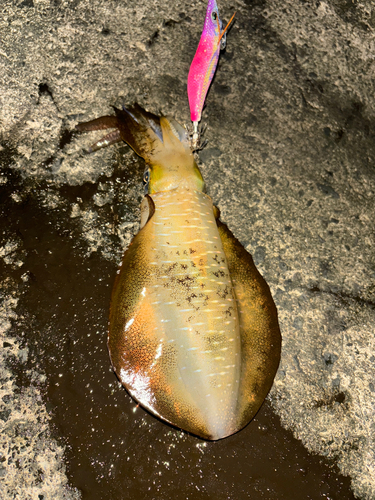 イワシの釣果