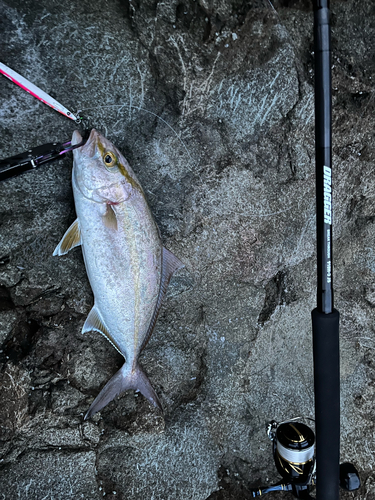 ネリゴの釣果