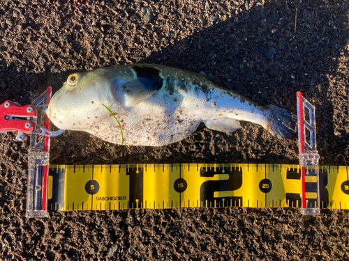 フグの釣果