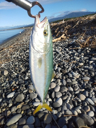 イナダの釣果