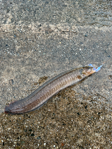 ギンポの釣果