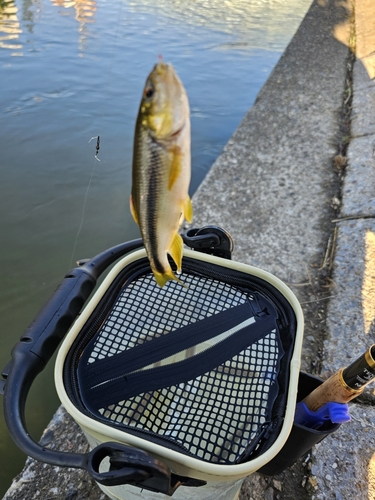 カワムツの釣果