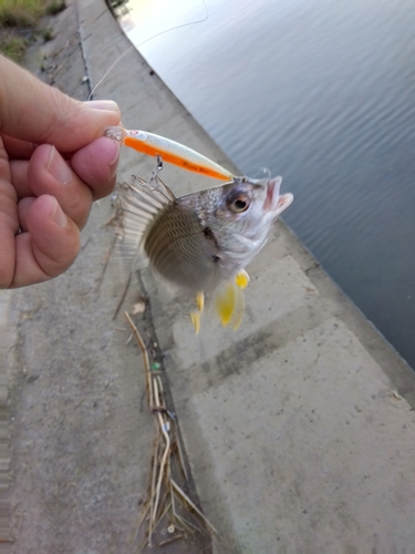 キビレの釣果