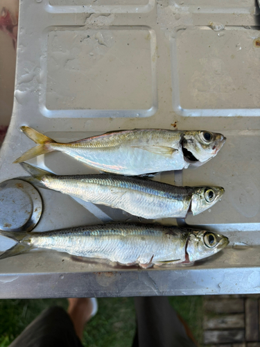 アジの釣果