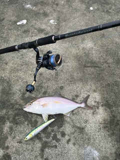 ショゴの釣果