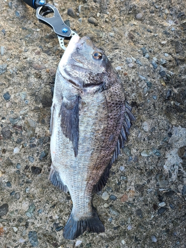 クロダイの釣果