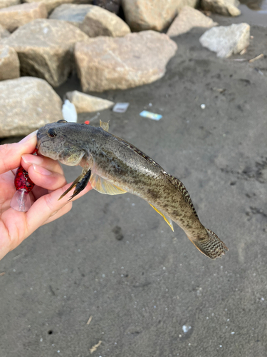 マハゼの釣果