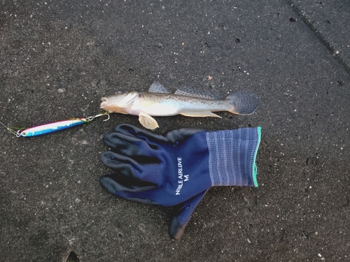 ハゼの釣果