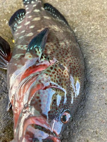 アザハタの釣果