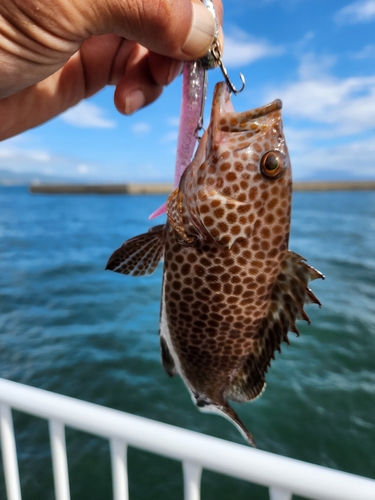 オオモンハタの釣果