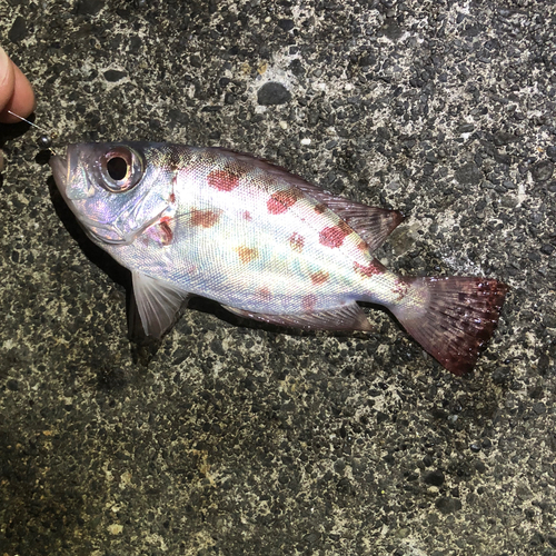 ゴマヒレキントキの釣果