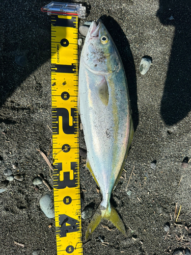 イナダの釣果