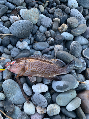 オオモンハタの釣果