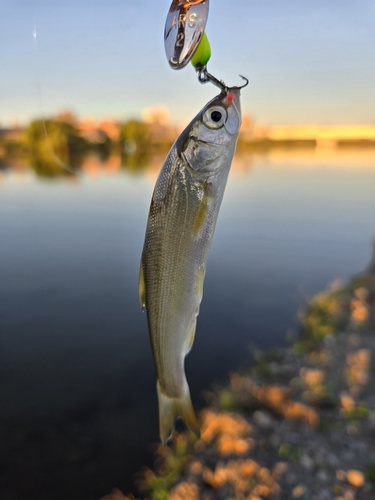 ウグイの釣果