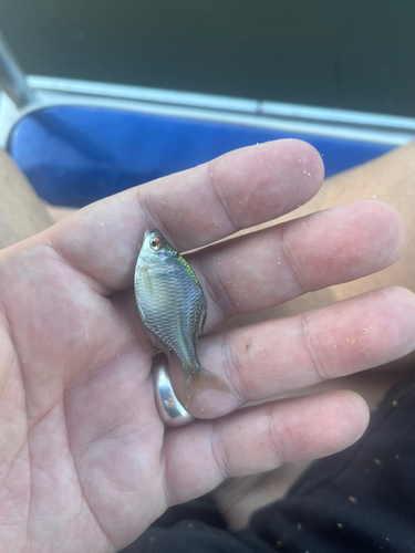 タナゴの釣果