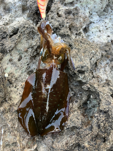 アオリイカの釣果