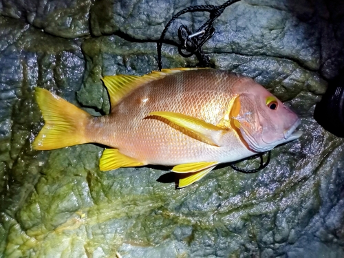 シブダイの釣果