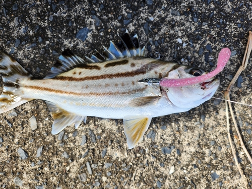 コトヒキの釣果