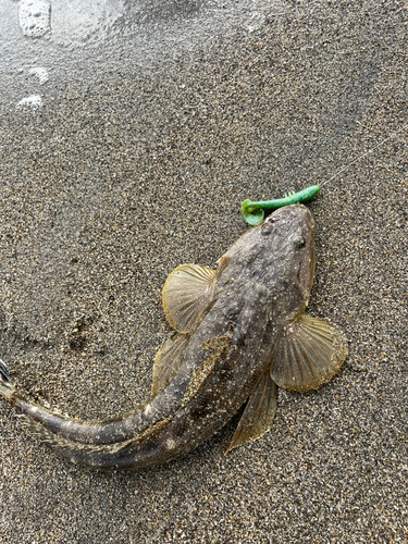 マゴチの釣果