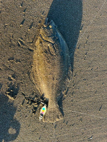 ソゲの釣果