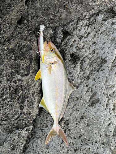 ショゴの釣果