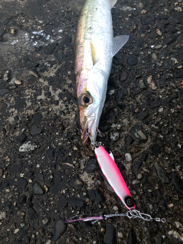 カマスの釣果