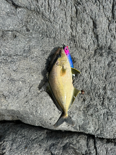 ヒレナガカンパチの釣果