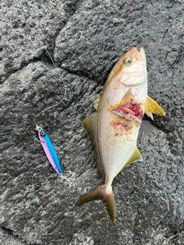 ショゴの釣果