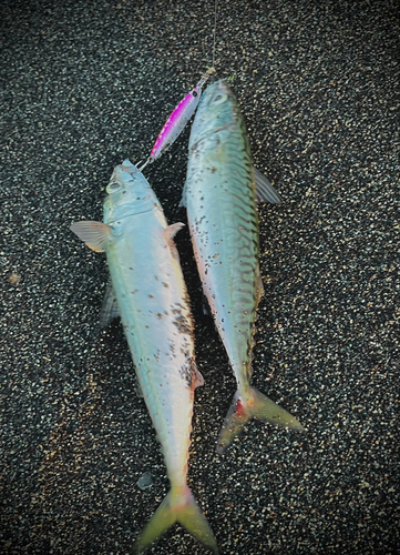 サバの釣果