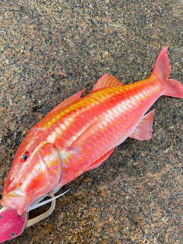 タカサゴヒメジの釣果