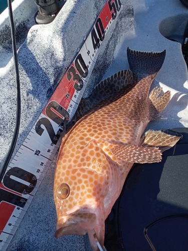 オオモンハタの釣果