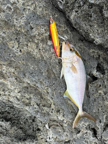 ショゴの釣果