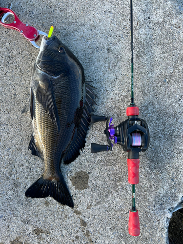 クロダイの釣果