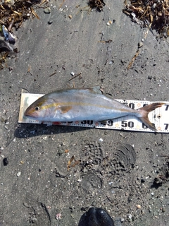 カンパチの釣果