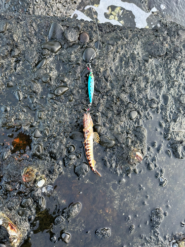 アカエソの釣果