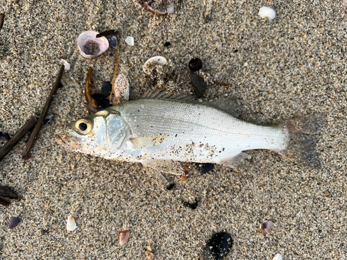 スズキの釣果