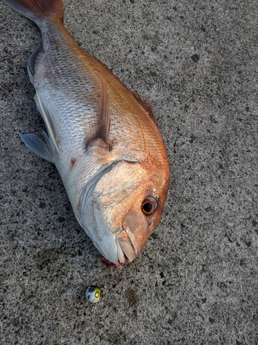 タイの釣果