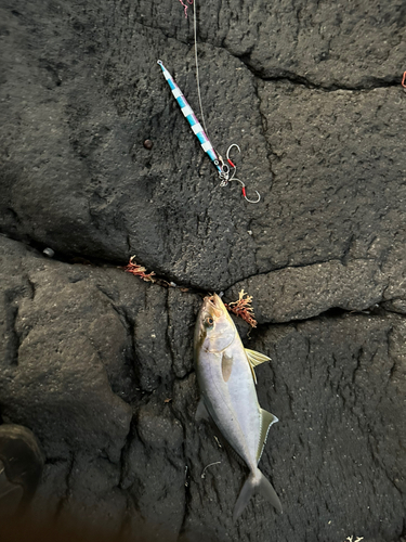 ショゴの釣果