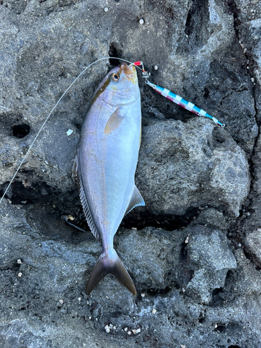 ショゴの釣果